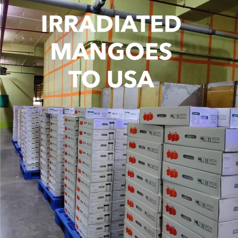 USA
USFDA approved Indian mangoes are exported to various parts of USA. Indian mangoes are now available in Washington, New York, New Jersey, Texas, San Francisco, Atlanta and Other cities.